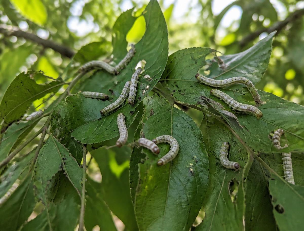 Tasar Silkworm — step 01 of the Kosa silk journey